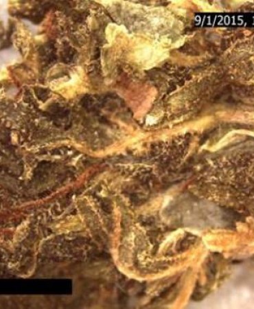 Microscopic examination of Marijuana