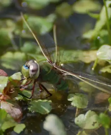 dragonfly