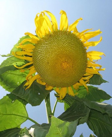 sunflower