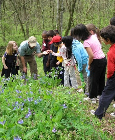 visitors looking at bush