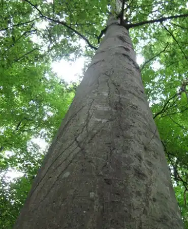 tree trunk