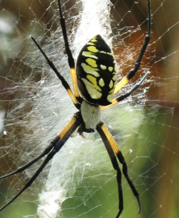 close up of spider in web