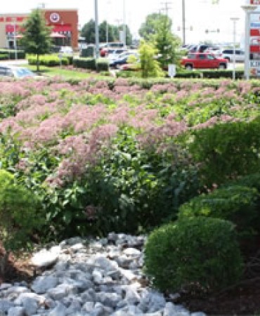 Bioretention Properly Maintained