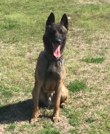 MNPD dog Boston