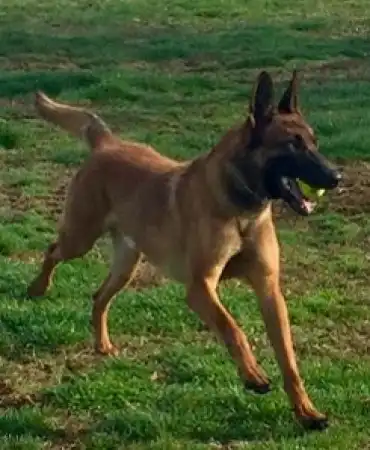 K-9 Stryker