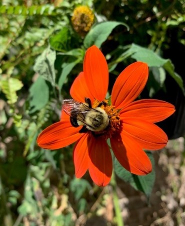 Bee on red flower