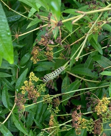 Yellow swallowtail caterpillar