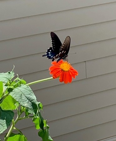 Swallowtail butterfly on orange flower
