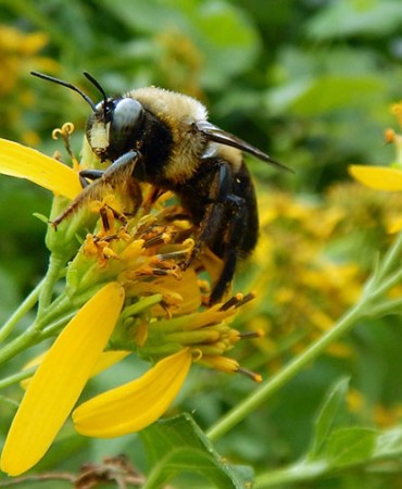 Pollinator bee on Flower Tennessee – Wally Holden via Unsplash