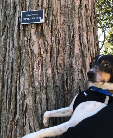 pet dog next to American elm tree on Vanderbilt University campus