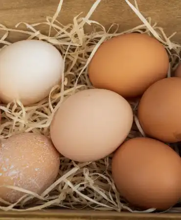 Fresh Eggs