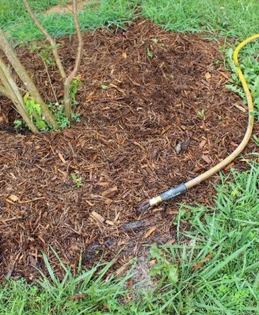 Watering hose on ground/mulch indicating where to water your tree