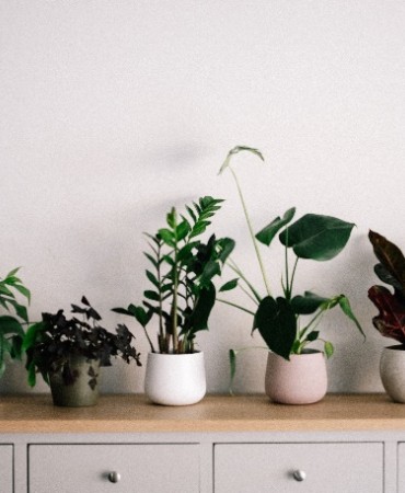 houseplants on shelving along wall