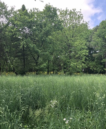 grass meadow at Tusculum Road Park site