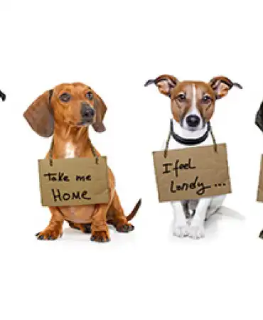 Adopt a Pet