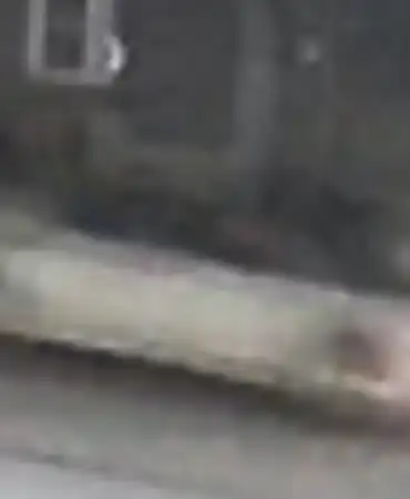 Hit and run vehicle 