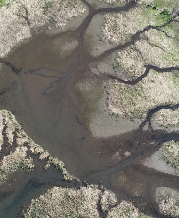 wetland at Tennessee State University campus