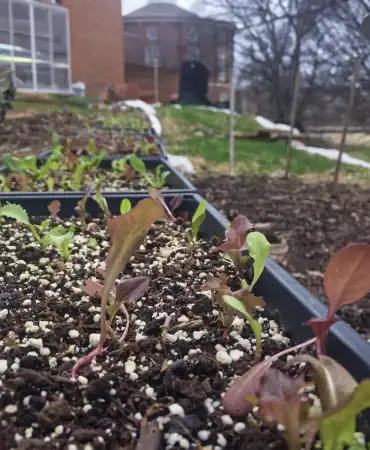 seedlings growing out of soil