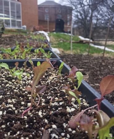 seedlings growing out of soil