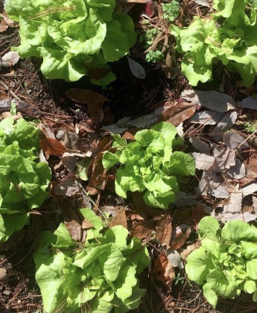cabbages growing in garden