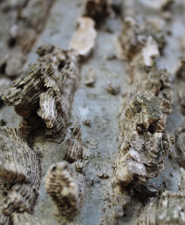 close-up of bark of hackberry tree