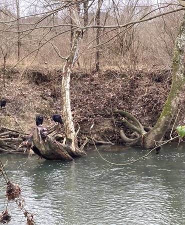 vultures feeding on a dead pig stuck in a tree along a river