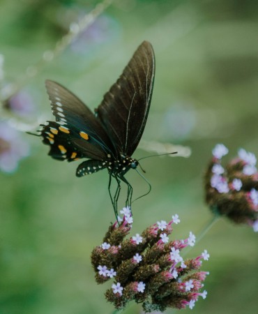 butterfly on a flower in a pollinator garden at Thompson Lane Library