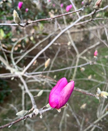 magnolia tree bud in a frozen tree branch