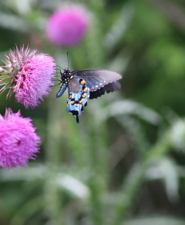 pipeline swallowtail butterfly pollinating a purple flower