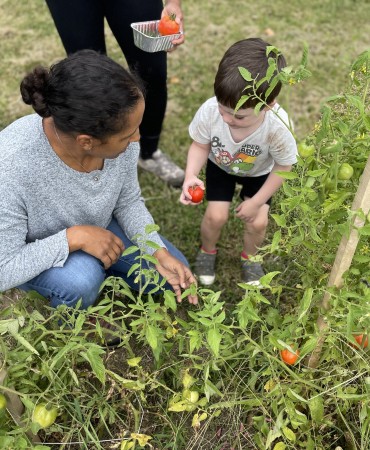 an adult and a child picking tomatoes in a park garden