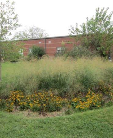 Small rain garden