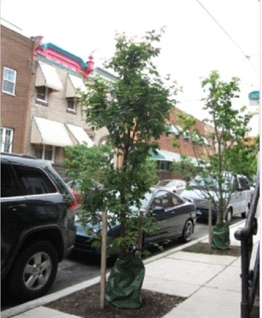 Small tree or planter boxes