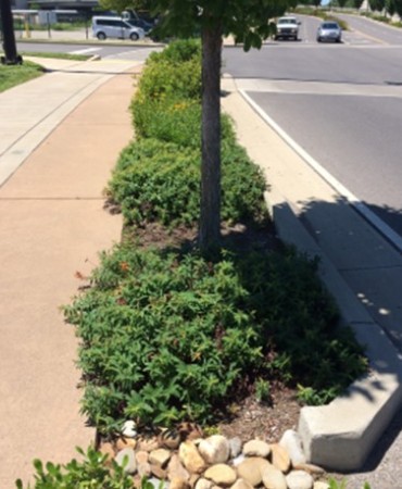 Streetscape (bioretention example)