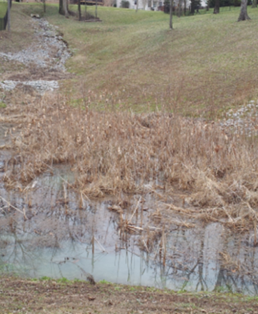 Overgrown and Holding Water