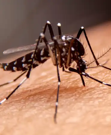 Mosquito closeup on person's skin
