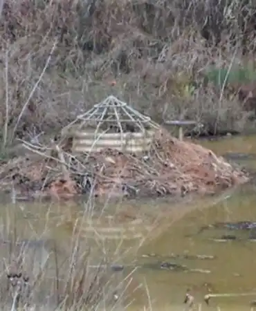Beaver Dam Around Overflow Structure