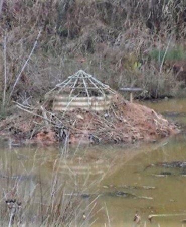 Beaver Dam Around Overflow Structure
