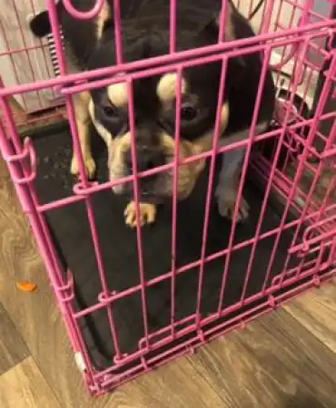 Stolen Dog
