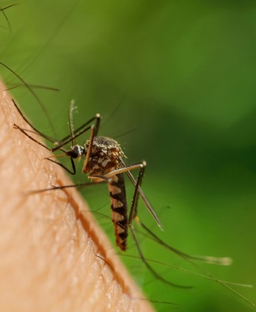 mosquito on skin